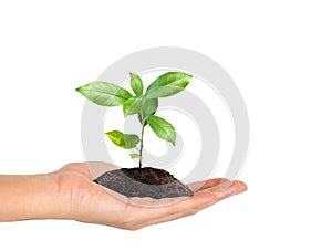 plant in the hand on white
