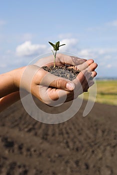 The plant in hands