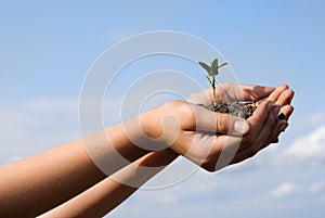 The plant in hands