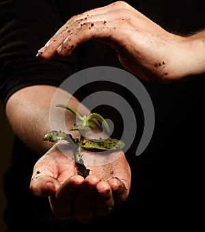 Plant in hands