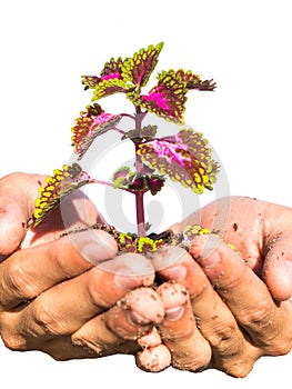 Plant in hands