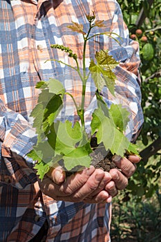 Plant in hands