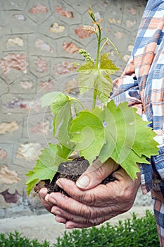 Plant in hands