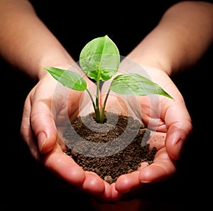 Plant is in hands photo