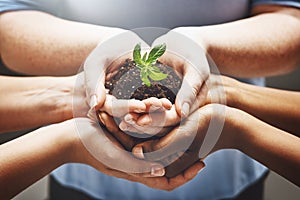 Plant, hands and group of people volunteering, agriculture and agriculture growth or collaboration, help and teamwork