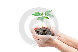 Plant in hands, Isolated on white background with clipping path. The concept of ecology, environmental protection, nature, and