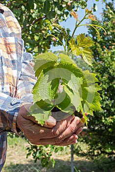 Plant in hands