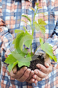 Plant in hands