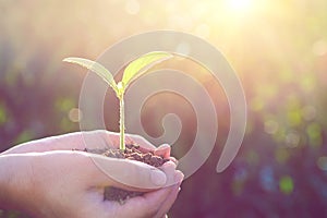 Plant in the hands.