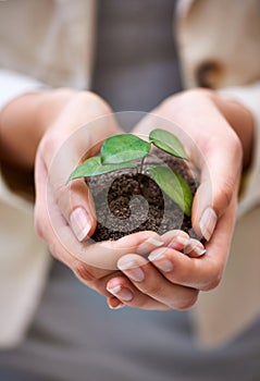 Plant, hands or woman with leaf for green business, soil or agriculture, startup or economy growth closeup