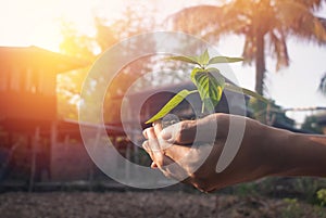 Plant in hands.Young couple carrying plant and planted a plant in to the soil