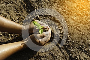 Plant in hands.Young couple carrying plant and planted a plant in to the soil on land back ground