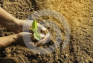 Plant in hands.Young couple carrying plant and planted a plant in to the soil on land back ground