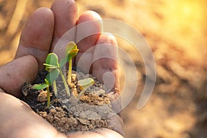Plant in hands.Young man carrying plant and planted a plant in to the soil on land back