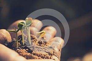 Plant in hands.Young man carrying plant and planted a plant in to the soil on land back