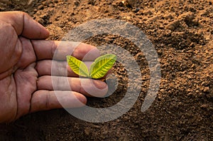 Plant in hands.Young man carrying plant and planted a plant in to the soil on land back ground