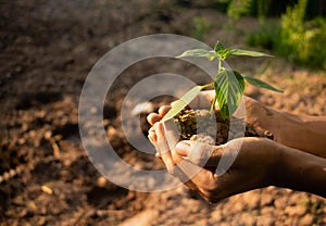 Plant in hands.Young man carrying plant and planted a plant in to the soil on land back ground