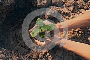 Plant in hands.Young man carrying plant and planted a plant in to the soil on land back ground