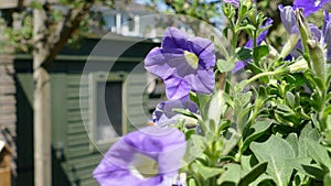 Plant in a hanging basket