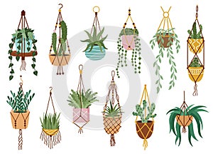 Plant in hanging pots. Houseplant hang on rope, decorative indoor plants, macrame flower pots, home potted plants vector