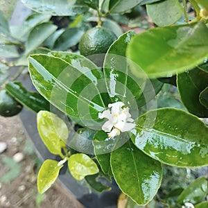 The plant has been shower