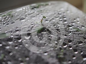 The plant has sprouted through the polyethylene package. Concept of force of nature, the power of life