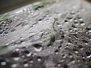 The plant has sprouted through the polyethylene package. Concept of force of nature, the power of life