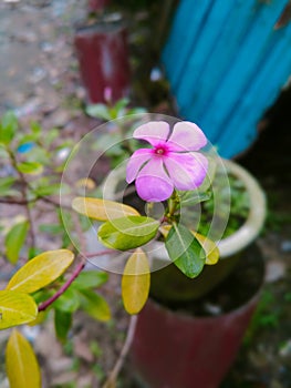 This plant has very beautiful flowers and can give a sensation of freshness to your yardMasuka