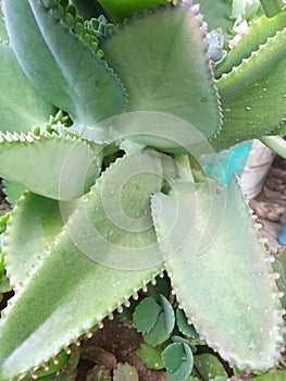 The plant has a wide oval shape similar to aloe vera leaves and is spiny