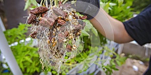 Plant held by a hand in an aquaponics farm