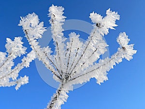 Plant with hoarfrost, against blue sky