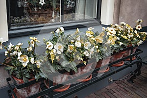 A plant holder filled with a row of Christmas roses in front of a window of a house