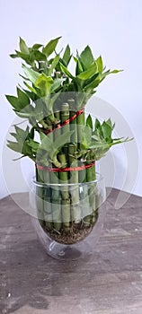 plant for home docoration