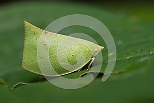 Plant hopper