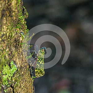 Plant hopper on a tree