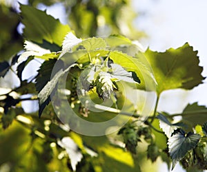 Plant hops in the field