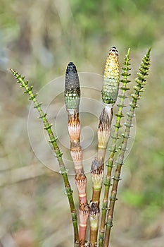 Plant Horsetail or common Horsetail lat. Equisetum arvense