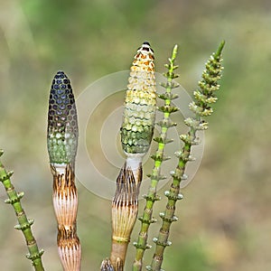 Plant Horsetail or common Horsetail ( lat. Equisetum arvense ) photo