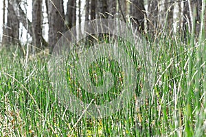 Plant Horsetail wintering ( lat. Equisetum hyemale )