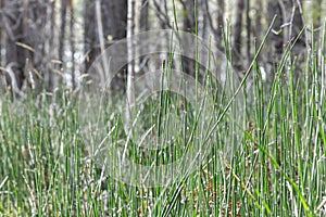 Plant Horsetail wintering lat. Equisetum hyemale