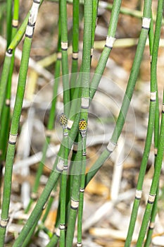 Plant Horsetail wintering lat. Equisetum hyemale