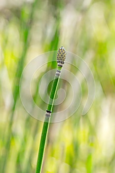 Plant Horsetail wintering lat. Equisetum hyemale