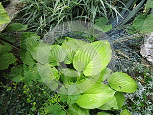 Plant Hosta from Asparagaceae photo