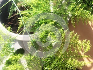 The plant in the house close-up