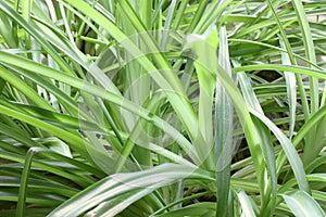 Plant in the house close up
