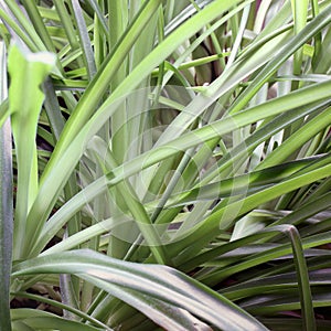 Plant in the house close up