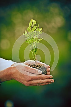 Plant in human hands