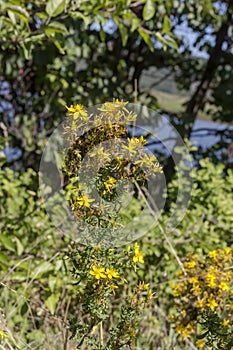 A plant Hypericum perforatum close-up
