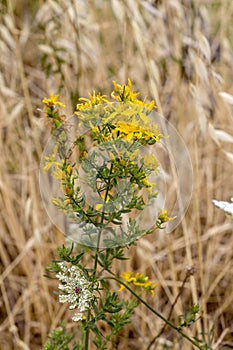 A plant Hypericum perforatum close-up