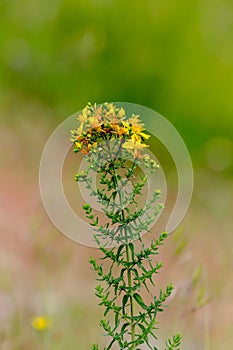 A plant Hypericum perforatum close-up